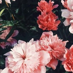 Meet your Posher, Ariana